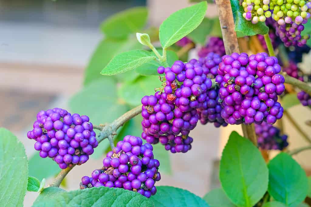 American beautyberry blooming bright purple berries 