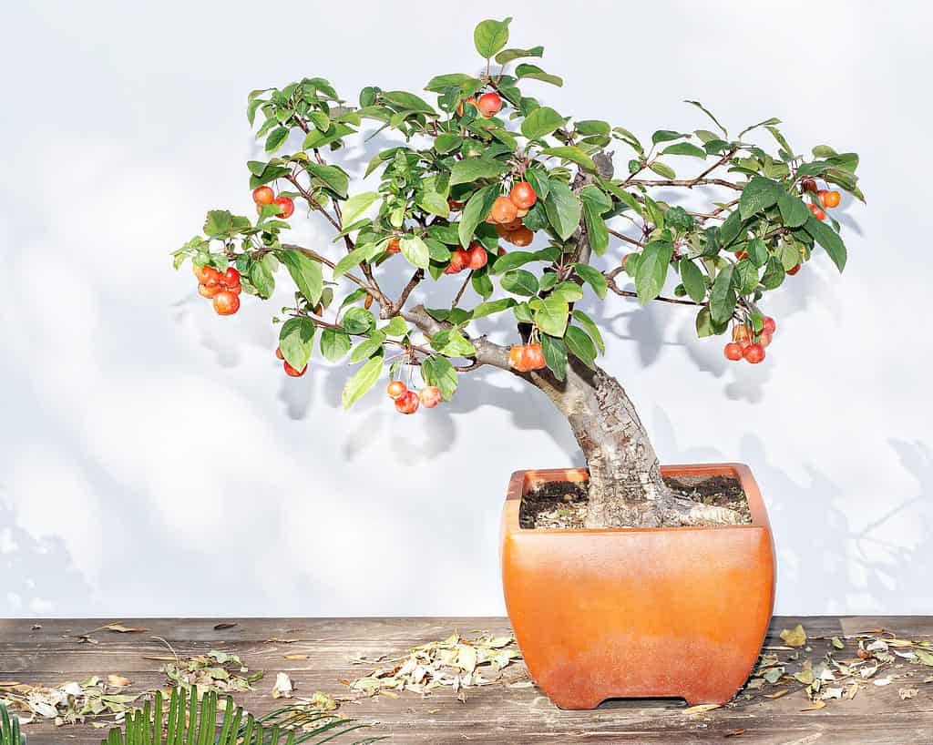 fruiting bonsai tree on table outdoors