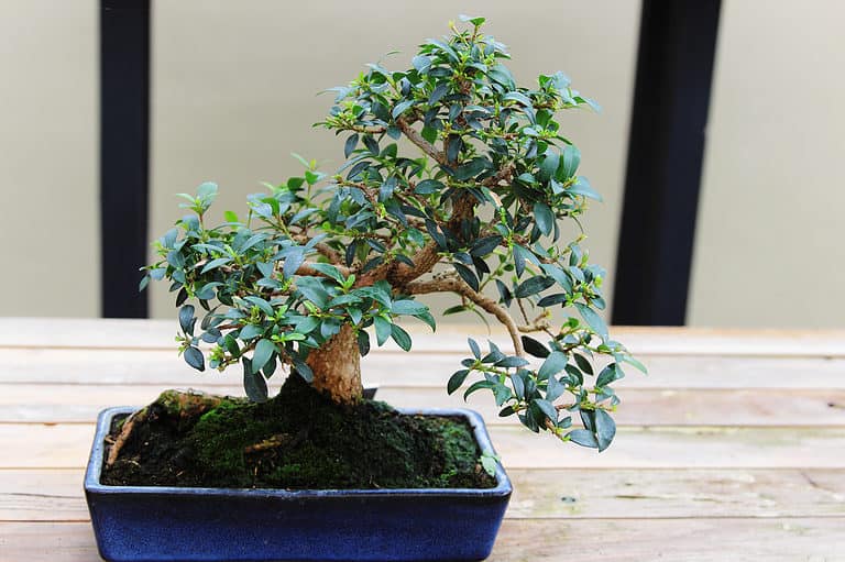 Brush cherry bonsai
