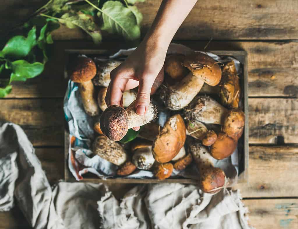 Porcini mushrooms in a basket