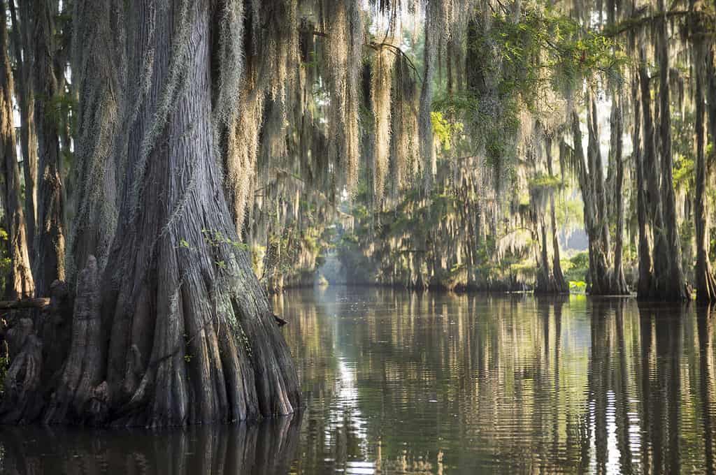 Bald cypress