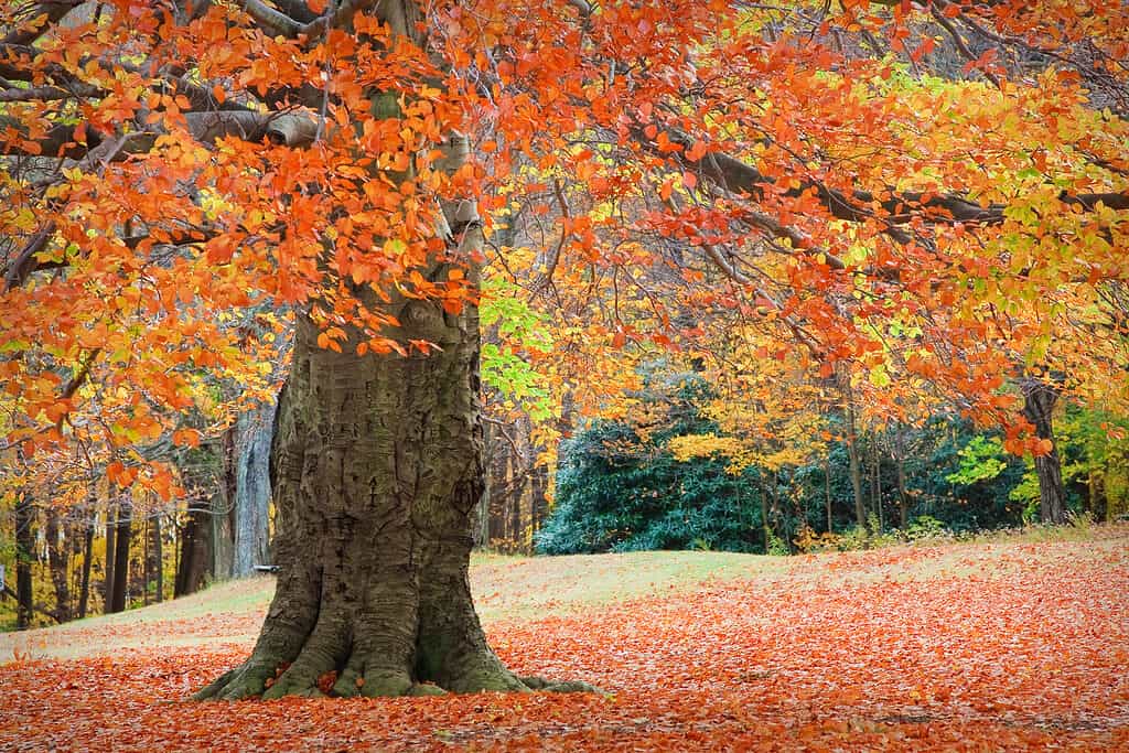Image of beautiful fall-colored tree in a forest.