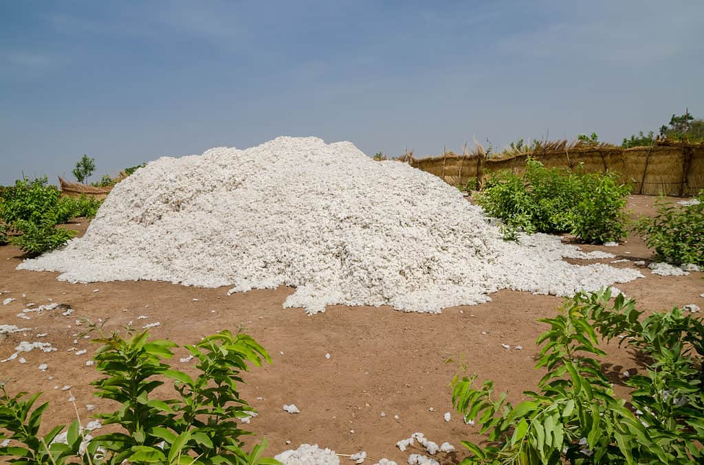 Harvested cotton in Benin