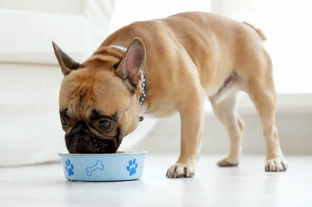 French bulldog eating from bowl