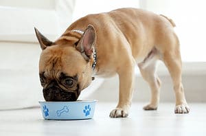 What Is Choline Chloride in Dog Food? Is It Healthy? Picture