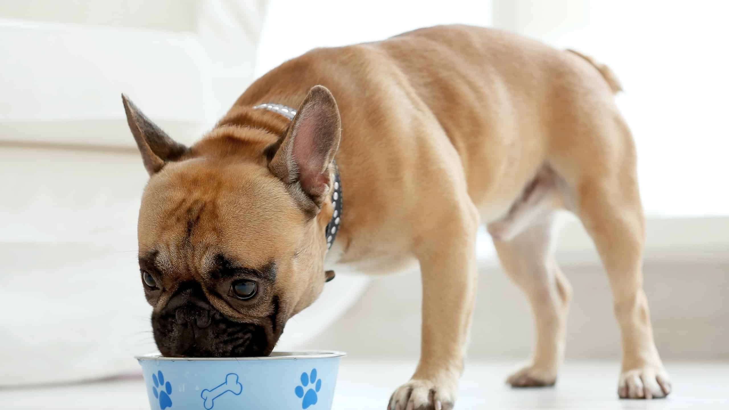 What is Taurine Used For In Dog Food? Is It Healthy