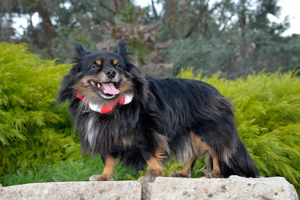 Papillon Dog Breed Complete Guide - AZ Animals