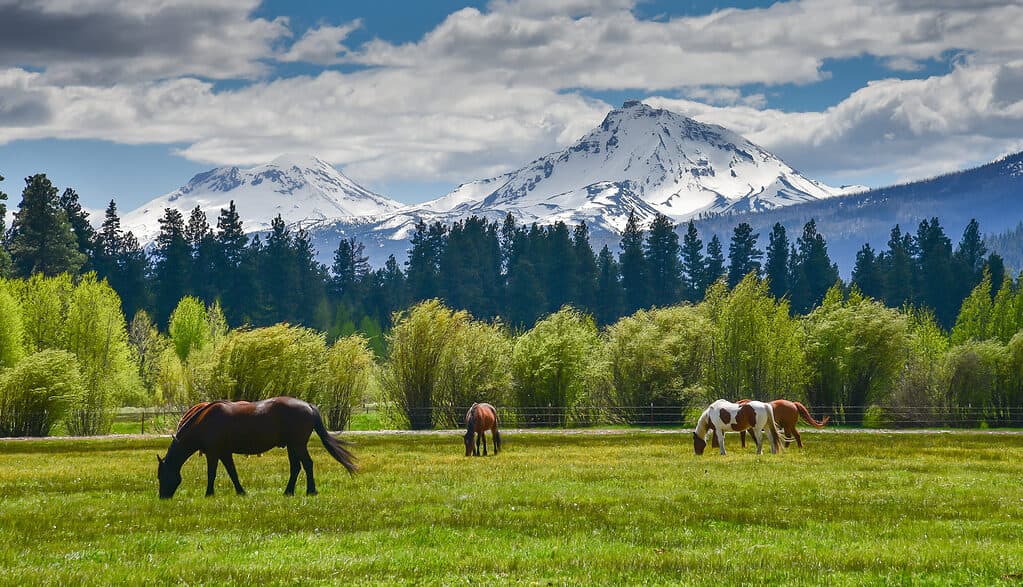 Horses grazing in front of Cascade Mountains, Oregon backdrop