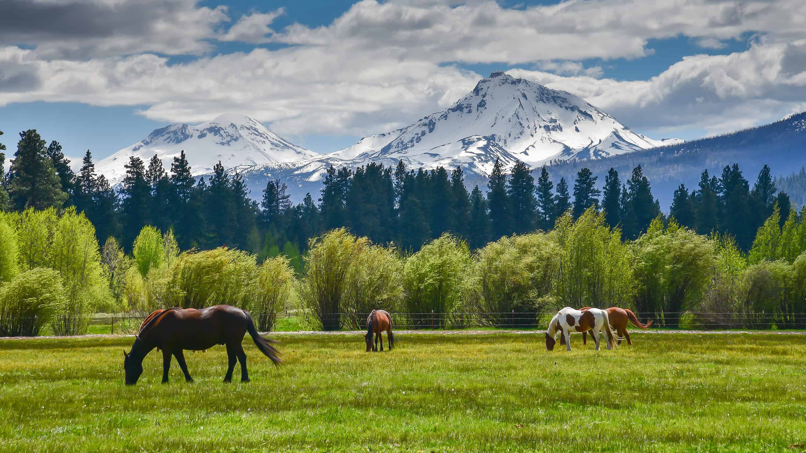 Horses grazing in front of Cascade Mountains, Oregon backdrop