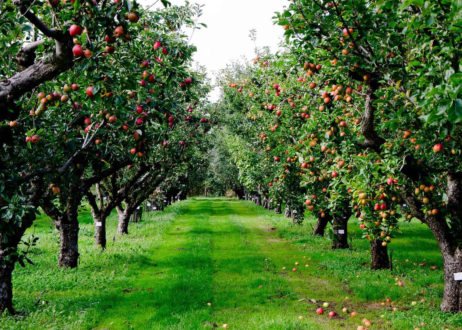 Apple Bonsai Tree: Varieties, How to Propagate, and More