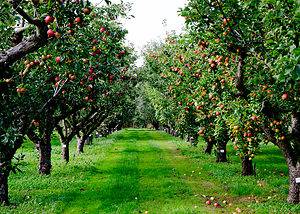 America’s Top 5 Apple Orchards Picture