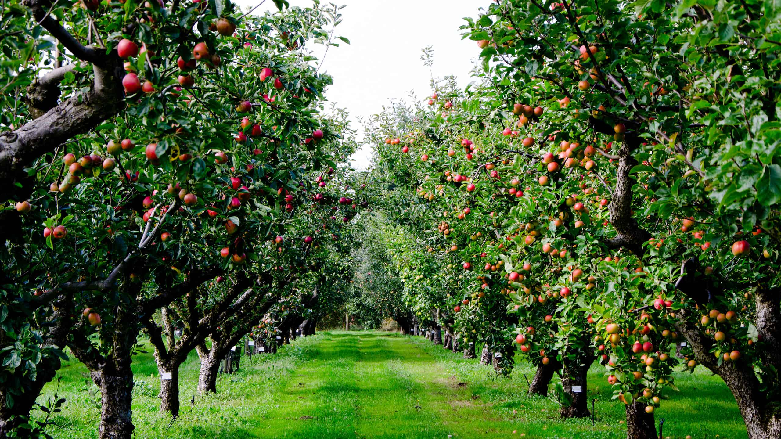 Row of trees in apple orchard