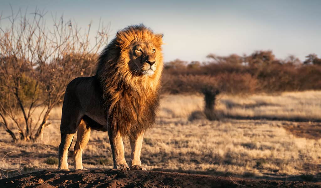 Male lion standing proudly