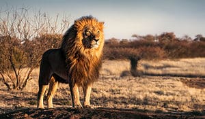 Lion Spirit Animal Symbolism & Meaning Picture