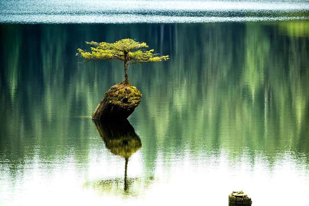 famous fir bonsai in Lake Fairy