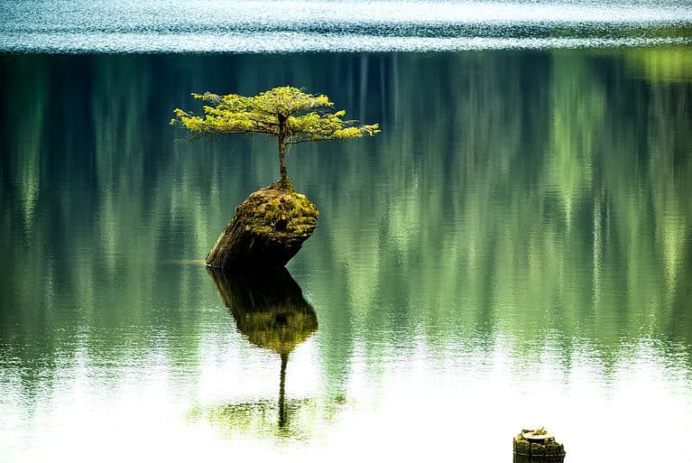 famous fir bonsai in Lake Fairy
