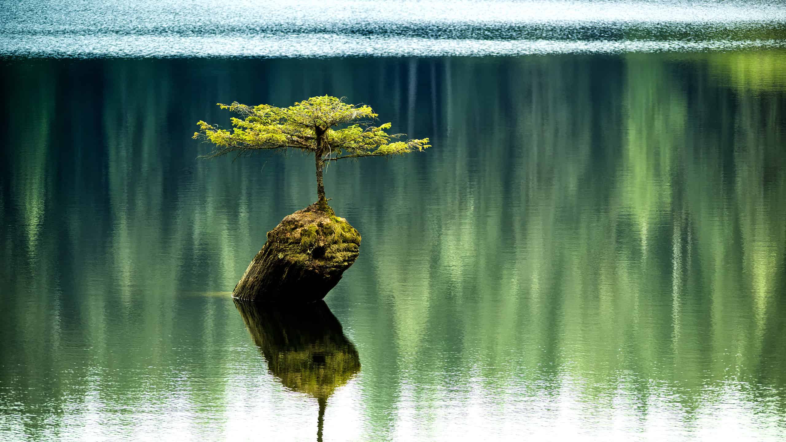 famous fir bonsai in Lake Fairy