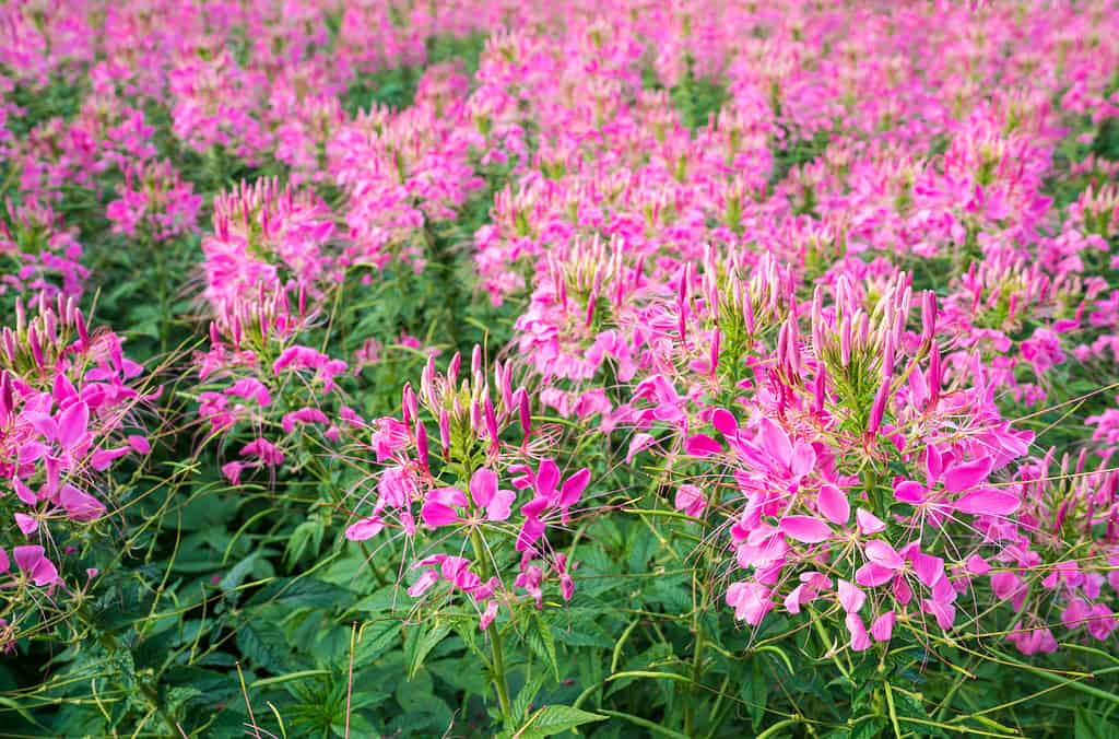 Pink Rocky Mountain bee plant, stinking clover, (Cleome serrulata)