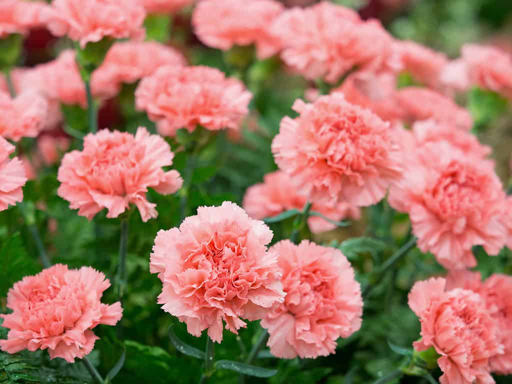 Carnations vs. peonies are both some of the oldest cultivated flowers