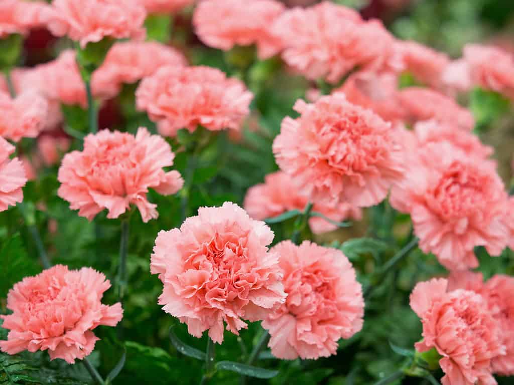 A close up of bright pink carnations