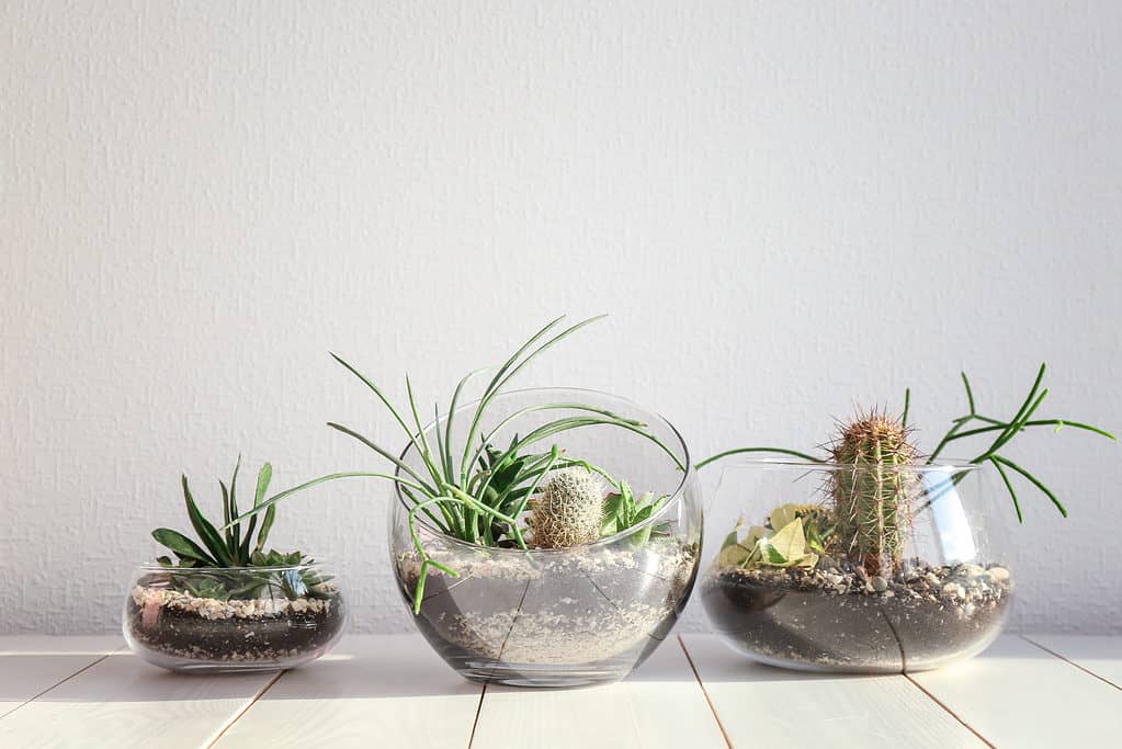 Succulent gardens in glass vases on wooden floor.