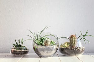 Succulents in Terrariums: Everything You Should Know Picture