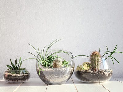 A Succulents in Terrariums: Everything You Should Know