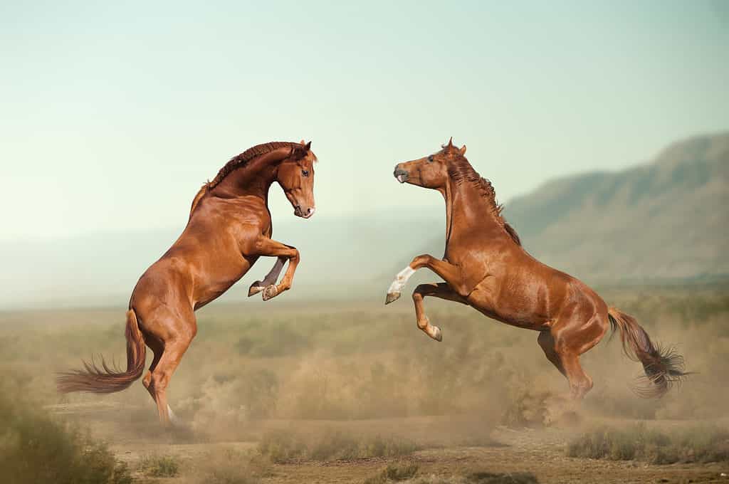 Two young stallions jump toward each other, kicking dirt into the air