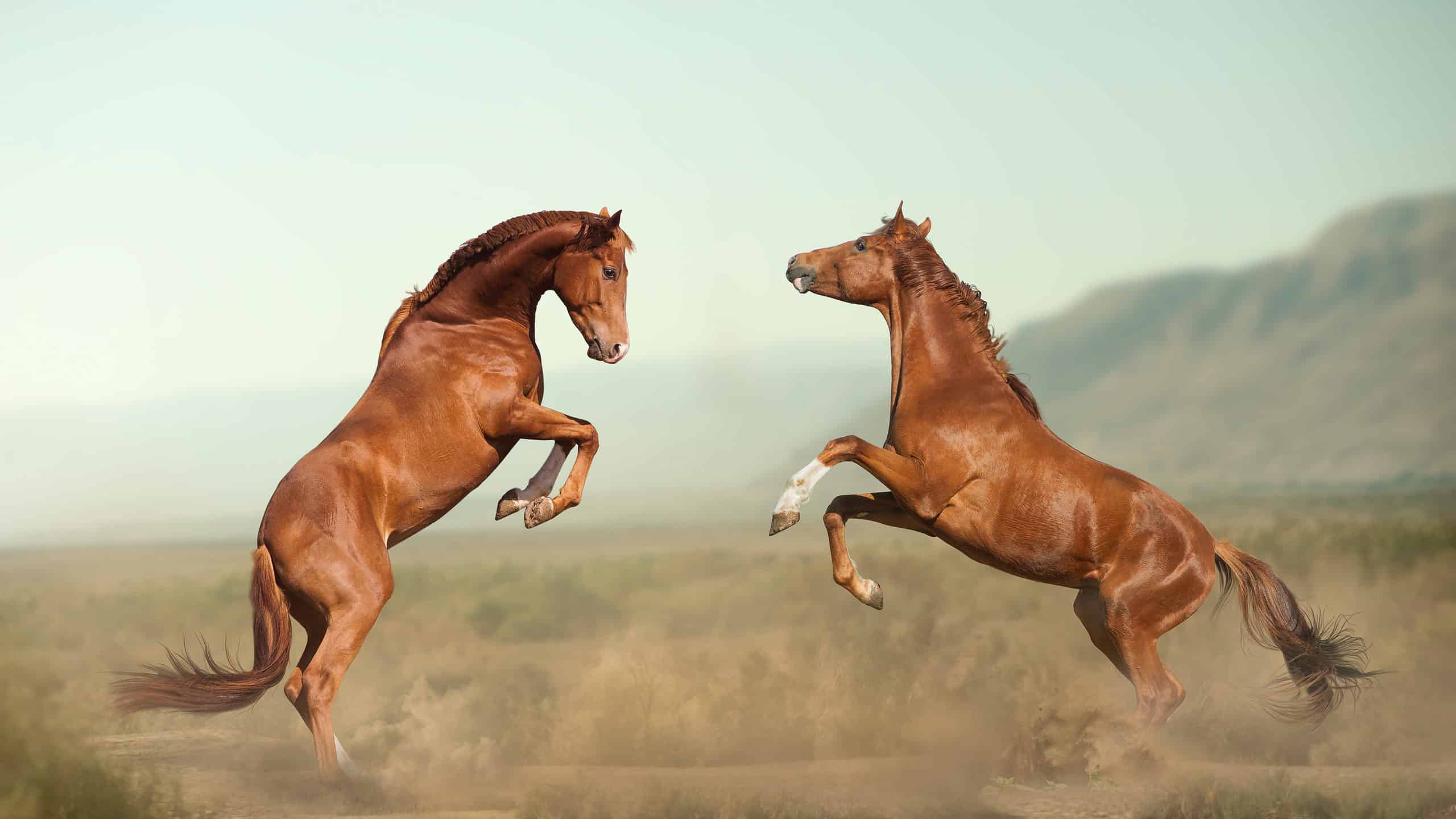 Two young stallions jump toward each other, kicking dirt into the air