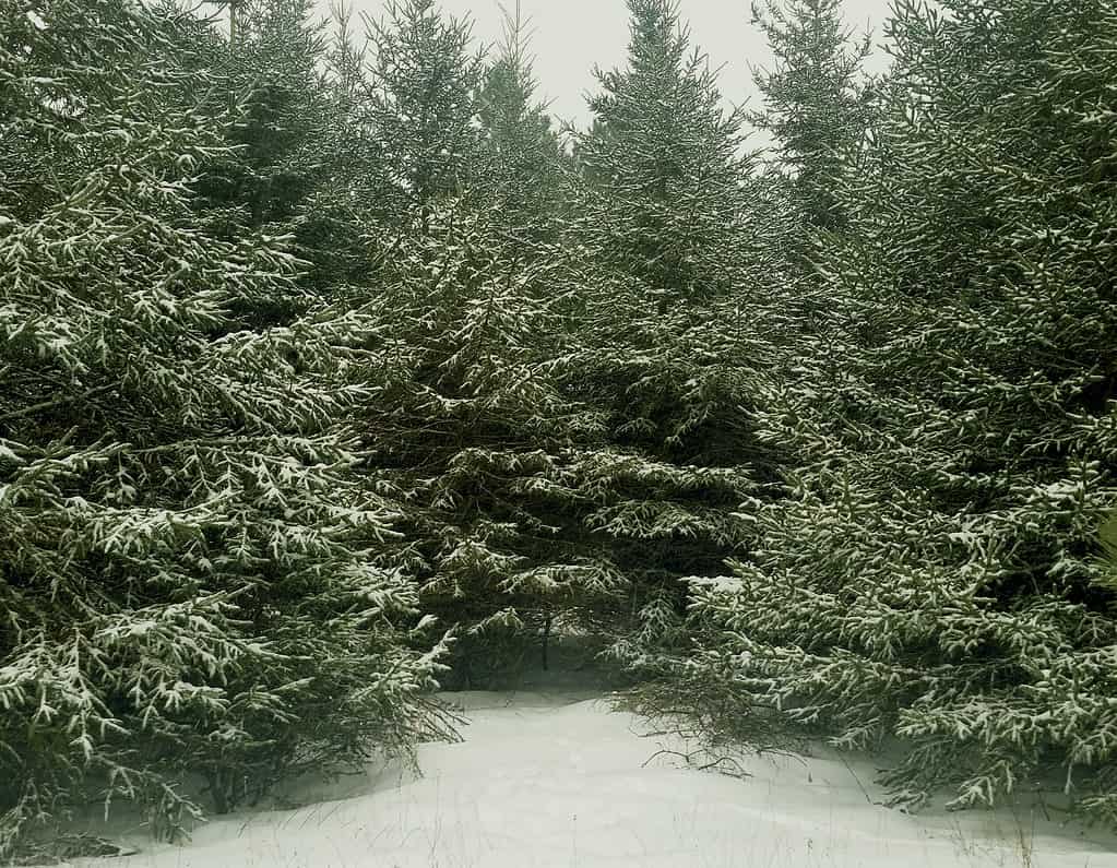 Balsam Fir in Winter snow.