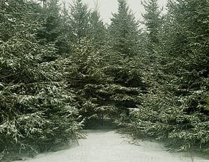 How to Keep Your Balsam Fir Christmas Tree Thriving Picture