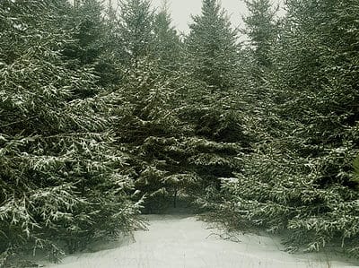 A How to Keep Your Balsam Fir Christmas Tree Thriving