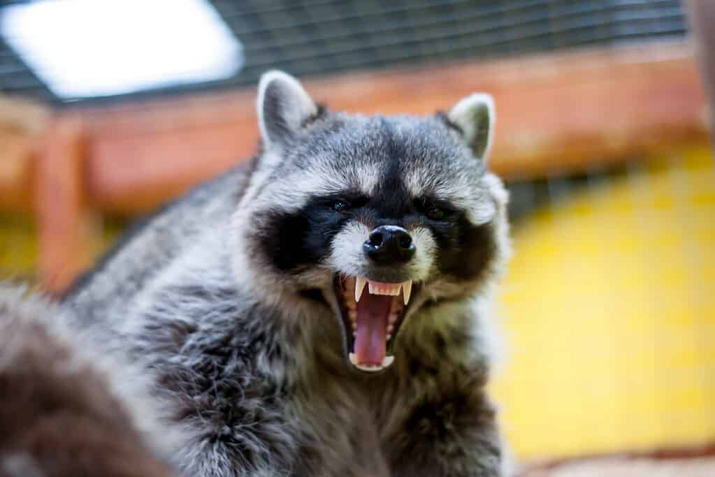 Racoon growling