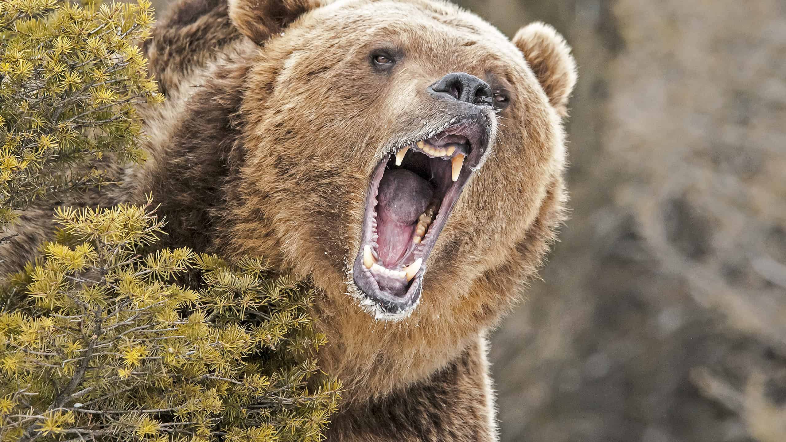 Roaring Grizzly Bear behind bush