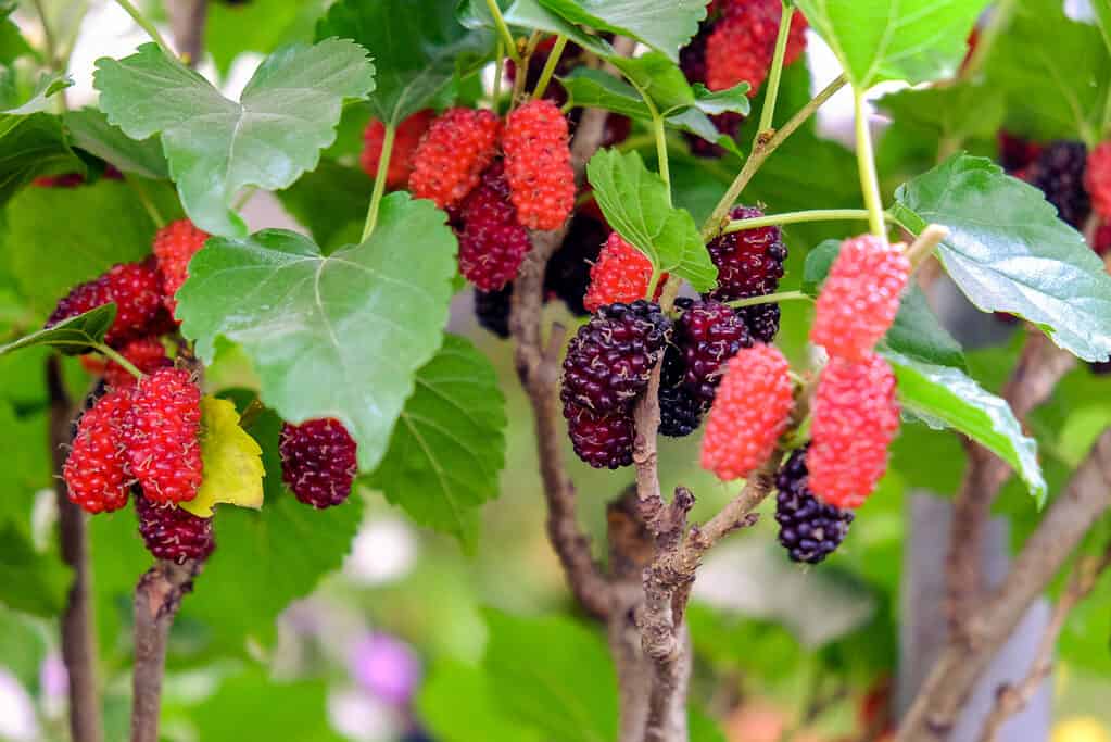 Mulberry fruits hanging from a tree.
