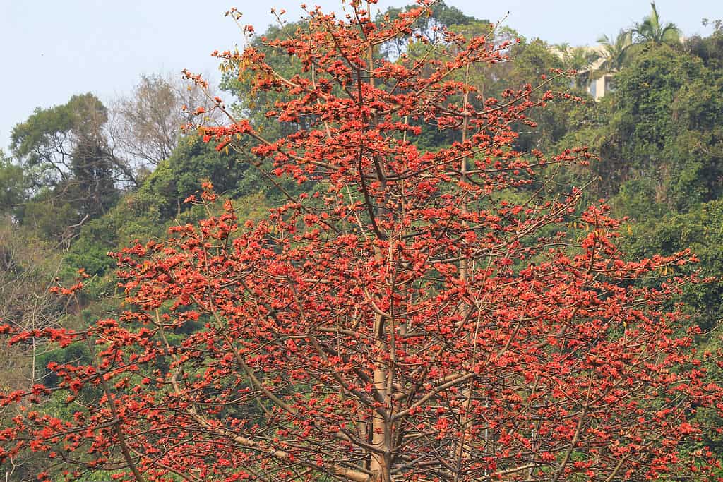 Red Silk-Cotton Tree in Full Bloom