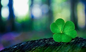 Discover the National Flower of Ireland: Shamrock Picture