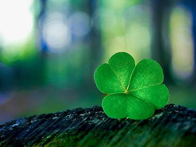 A Discover the National Flower of Ireland: Shamrock