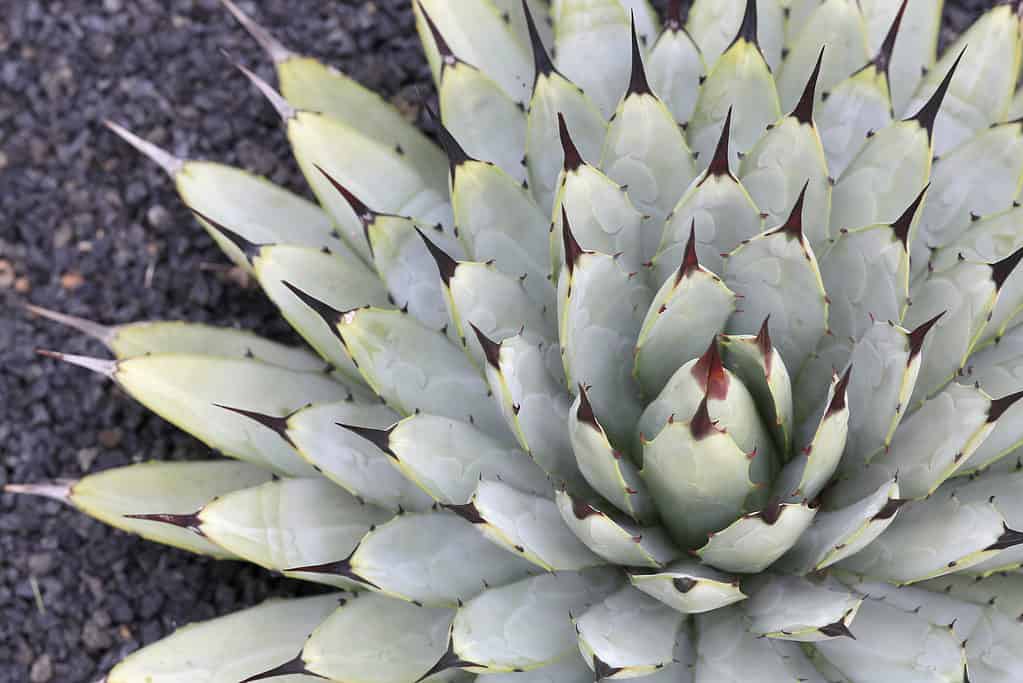 Black-spined agave, Agave macroacantha, Mexico