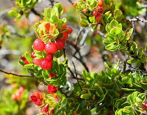 9 Native Plants In Hawaii Picture