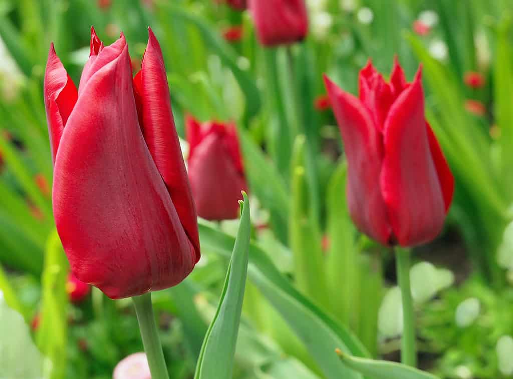 Red Emperor Tulips blooming in a flowerbed