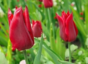 How to Care for Tulips Picture