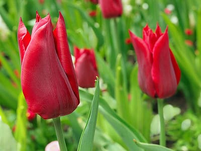 A How to Care for Tulips