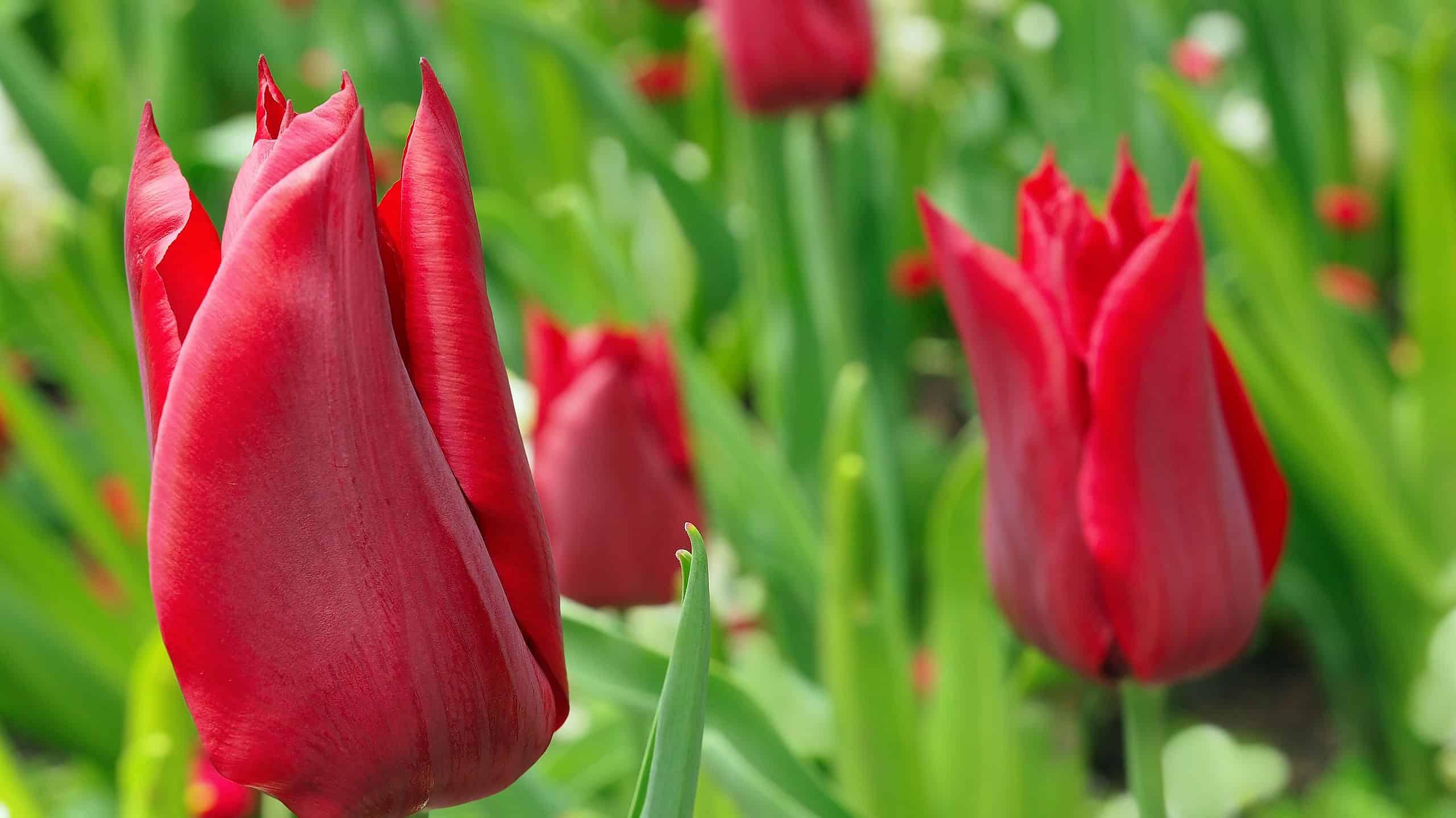 Red Emperor Tulips blooming in a flowerbed