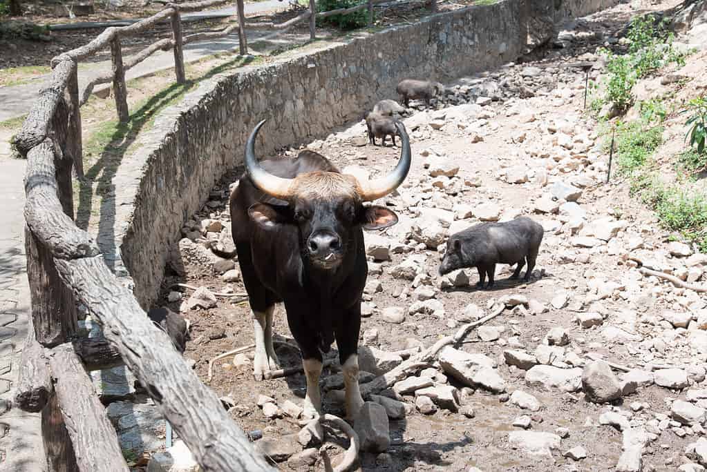 Male black kouprey (Bos sauveli) in Thailand zoo.