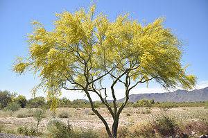 10 Incredible Trees Native to Arizona Picture