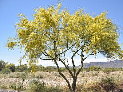 A 10 Incredible Trees Native to Arizona