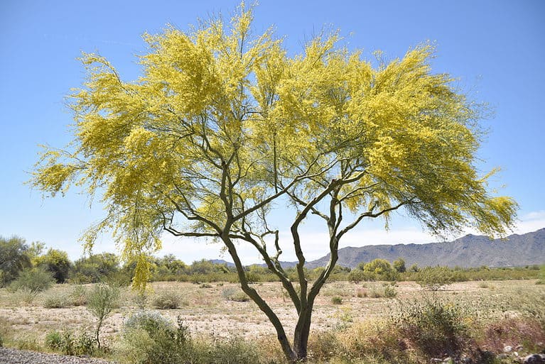 The palo verde is the state tree of Arizona.
