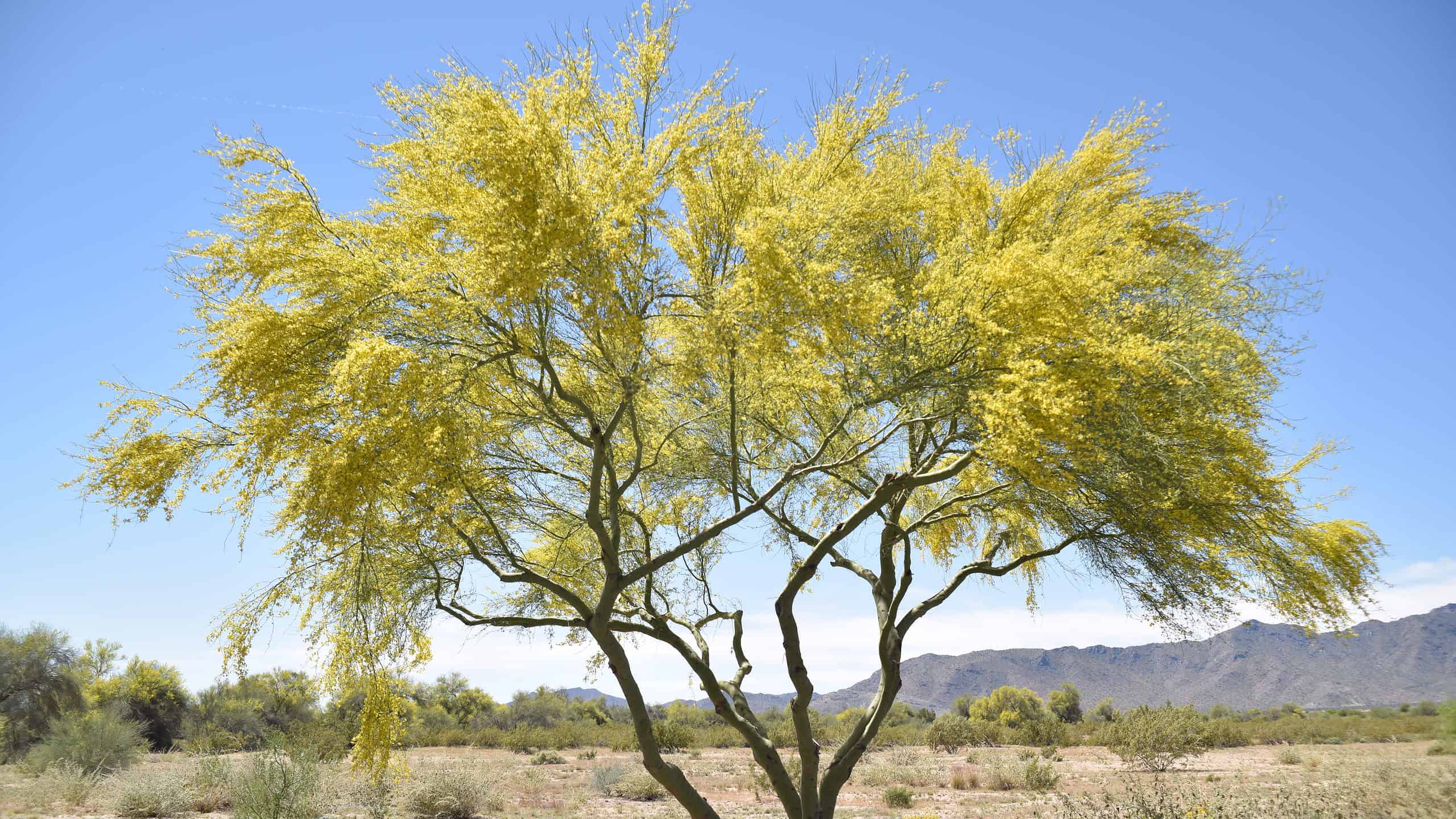 The palo verde is the state tree of Arizona.