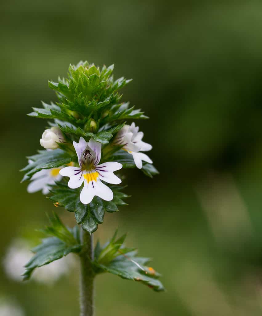 Close-up of eyebright in bloom